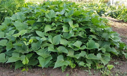 Kumara