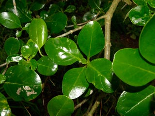 Coprosma repens