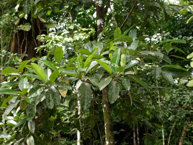 Manapau-Samoa