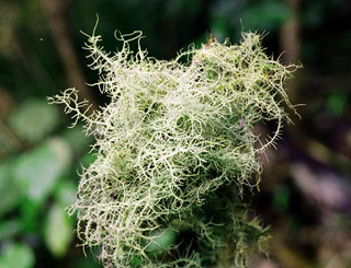 Usnea arida