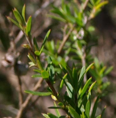 Manuka leaves