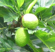 Ulu