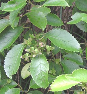Houhere seeds