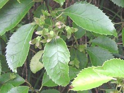 Laportea interrupta