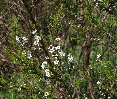 Manuka-flower