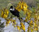 Tui2