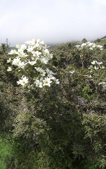 C paniculata